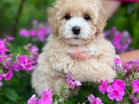 MALTİPOO CİNSİ YAVRULAR EV ÜRETİMİ