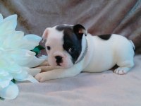 FRENCH BULLDOG YAVRULARI