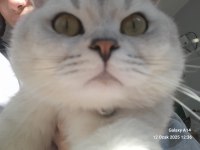 Scottish fold kedisi