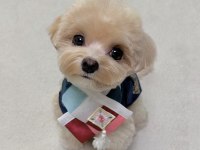 KALİTELİ MALTİPOO YAVRULARIMIZ