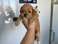 F3 maltipoo yavrular