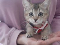 Black Golden British Shorthair Yavrumuz