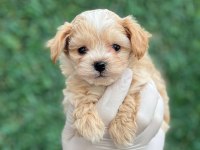 Muhtesem Guzellikte Mini Maltipoo Bebeklerimiz