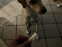 4 yaşında Dişi Labrador Köpeği