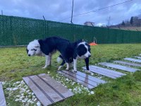 Border Collie Yavru