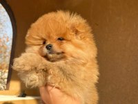 A kalite pomeranian bebeğimiz