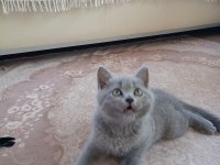SAFKAN BRİTİSH YAVRU