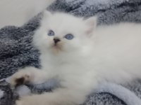 Kedimiz sahibini arıyor