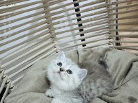 British Longhair ve Scottish Shorthair bebeklerimiz