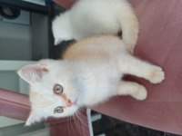 Bir adet 2 buçuk aylık exotic shorthair dişi