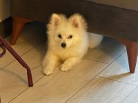 Pomeranian köpeğimizi ücretli veriyoruz