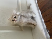British Longhair Erkek Kedimiz