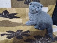 Scottish fold minnoşum