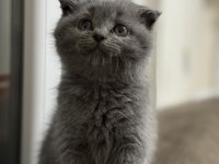British shorthair 3 aylık