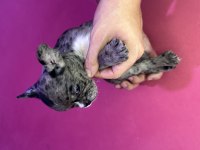 Merle French Bulldog Yavrusu