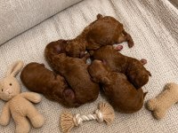 İzmide Orjinal Ev Üretimi Haftaya Teslim Köpekler