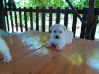 Minik golden retriever yavrular