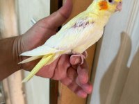 40 Günlük Lutino Bebek Sultan Papağanı