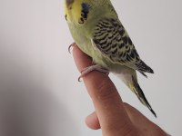 Yavru dişi erkek mevcut muhabbet kuşu
