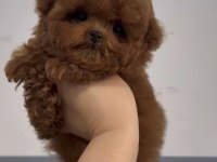 Kore Poodle Yavrular