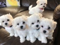 Son kalan dişi yavru köpeğimiz