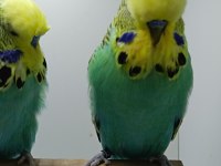 Show jumbo muhabbet kuşlar