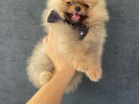 3 aylık minik pomeranian yavrumuz