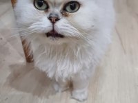 Dişi ve erkek british longhair