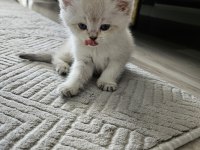 scottish fold blue point bihter 3 haftalik