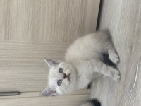Birbirinden Güzel British Shorthair Bebeklerimiz