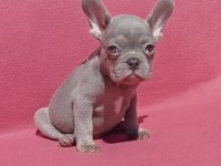 Ankara French Bulldog