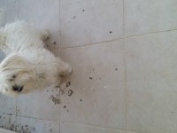 ÜCRETSİZ KÖPEĞİMİZ