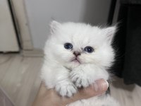 British longhair erkek (açıklamayı okuyunuz)