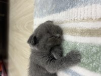 Scottish fold 3 aylık yavru kedimiz
