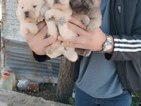 A Kalite Chow Chow Yavrularımız Çin Aslanı