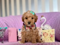 Kore Anne Babadan Dizayn Maltipoo