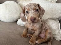 ÜST KALİTE MİNİ DACHSHUND BEBEKLER ÇİFTLİĞİMİZDEN