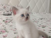 Saf Kan British Shorthair Yavrular