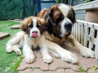 Saint Bernard