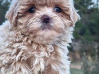 Anne altından maltipoo yavrular