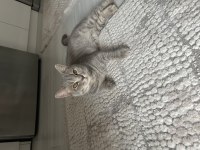 8 aylık british shorthair