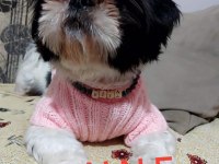 Ev Ortamında Büyüyen İnsana Alışık Shih Tzu Yavrular