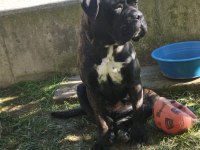 Safkan cane corso