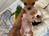 Safkan Chihuahua yavrularımız