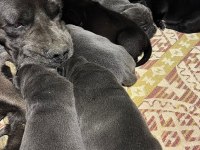 Koca Kafa Cane Corso Yavruları