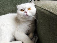2 Yaşında Scottish Fold Beyaz