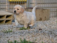 GOLDEN RETRİEVER YAVRULARI