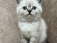 Safkan british shorthair AYI SURAT TOP KAFA bebiş