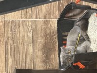1 yaşında evcil british shorthair