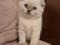Koca kafalı scottish fold kızımız